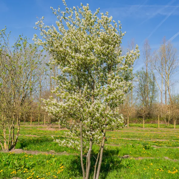 Amelanchier 'Ballerina' &ndash; muchovník 'Ballerina'