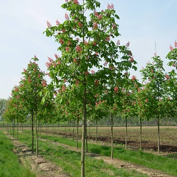 Aesculus ×carnea – jírovec pleťový