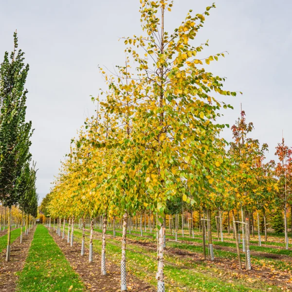 Betula nigra 'Heritage' &ndash; bříza černá 'Heritage'