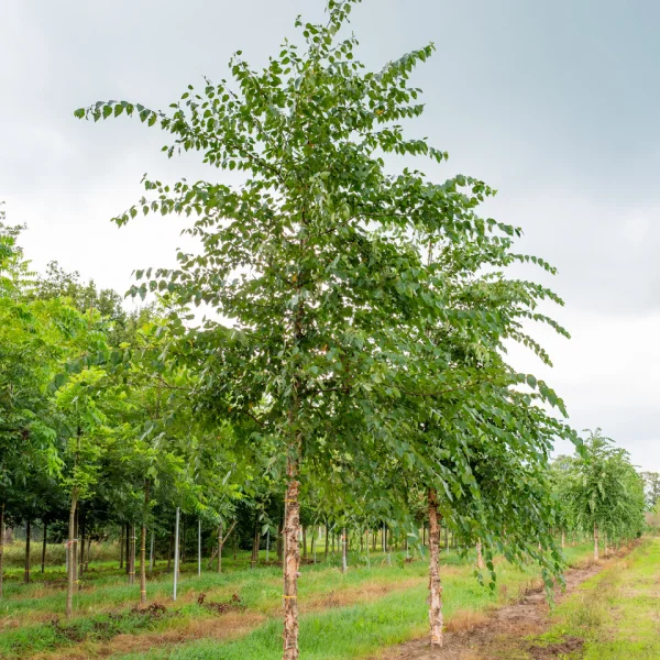 Betula nigra &ndash; bříza černá