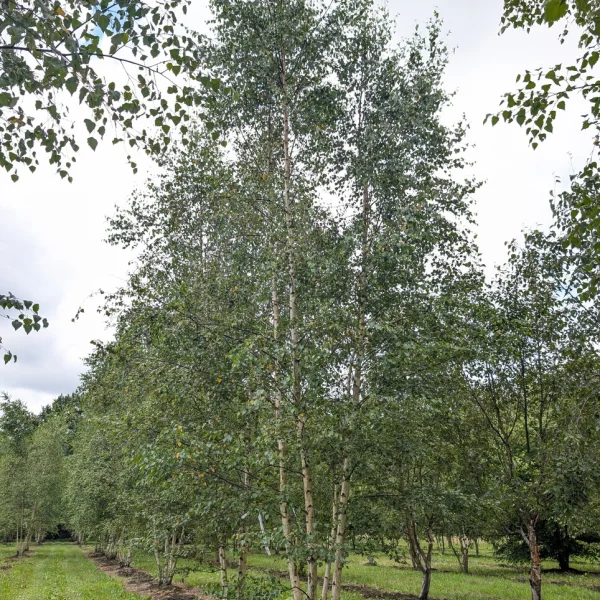 Betula pendula &ndash; bříza bělokorá