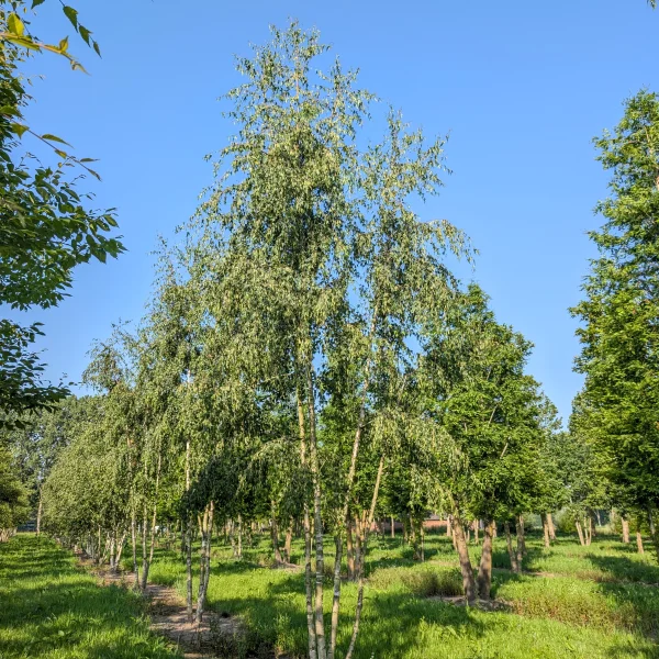 Betula pendula 'Laciniata' &ndash; bříza bělokorá 'Laciniata'