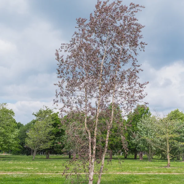 Betula ROYAL FROST ('Penci-2') &ndash; bříza bělokorá ´Royal Frost´