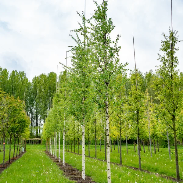 Betula pendula 'Zwitsers Glorie' – Bříza bělokorá (CV)