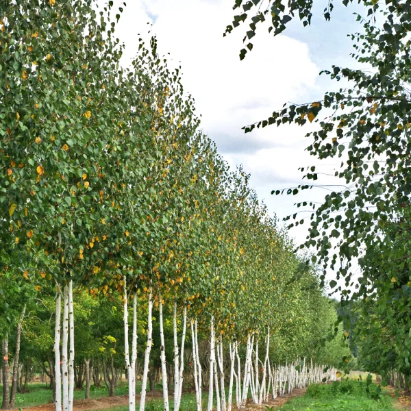 Betula utilis 'Doorenbos' &ndash; bříza himalájská 'Doorenbos'