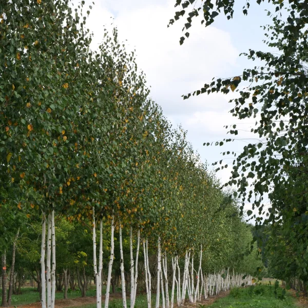 Betula utilis 'Doorenbos' – bříza himalájská 'Doorenbos'