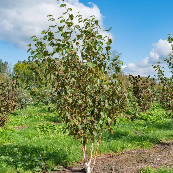 Betula utilis 'Grayswood Ghost' &ndash; bříza užitečná 'Grayswood Ghost'