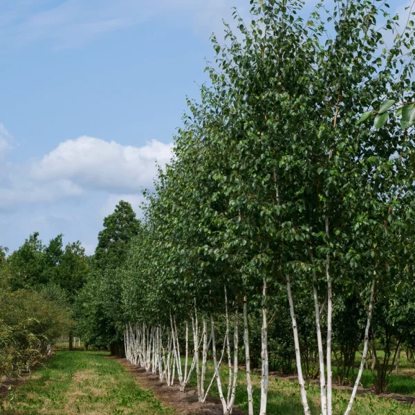 Betula utilis var. jacquemontii &ndash; bříza himalájská