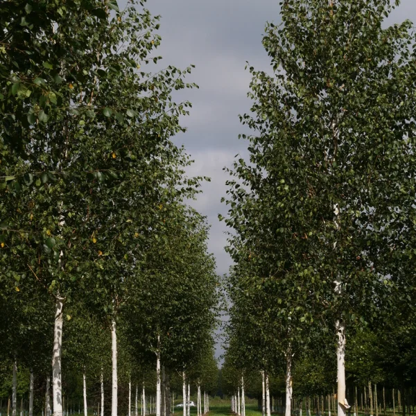 Betula utilis var. jacquemontii – bříza himalájská