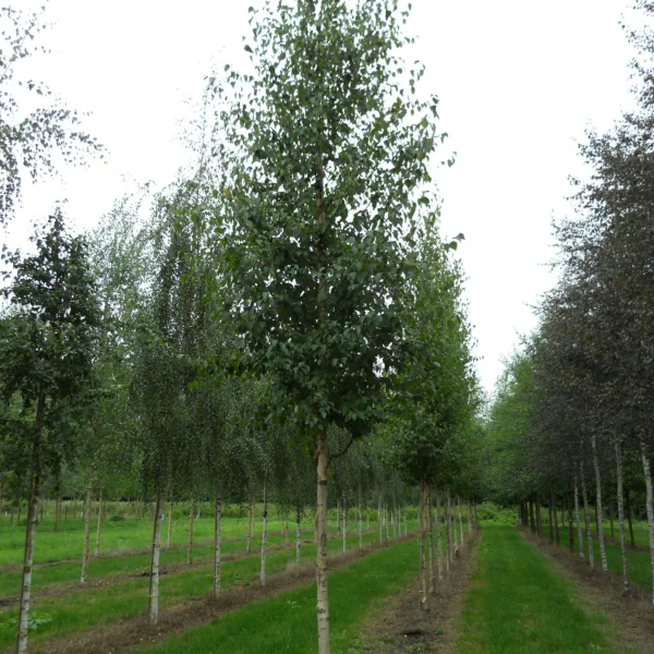 Betula ermanii – bříza Ermanova