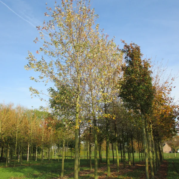Acer ×freemanii 'Elegant' – javor Freemanův 'Elegant'