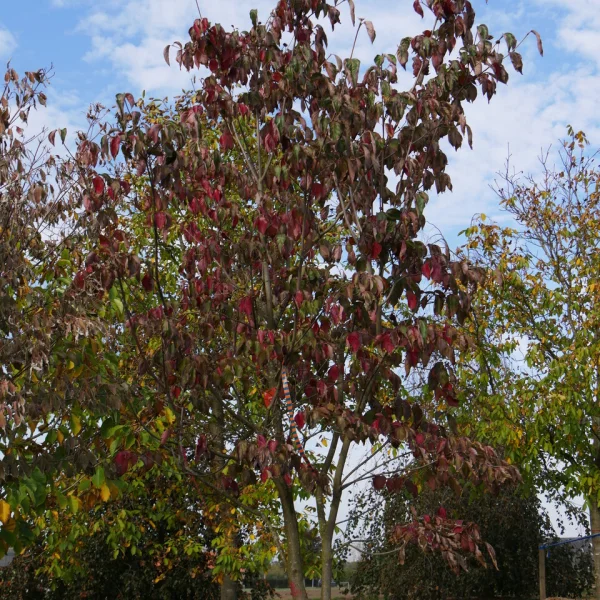 Cornus VENUS ('KN30 8') – dřín VENUS