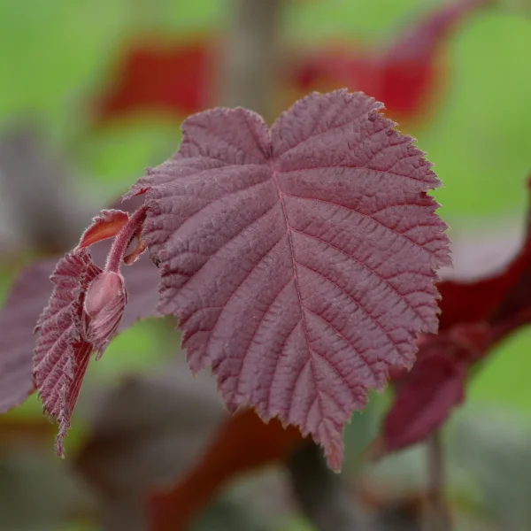 Corylus ×colurnoides 'Melchior' – Líska ×colurnoides 'Melchior'