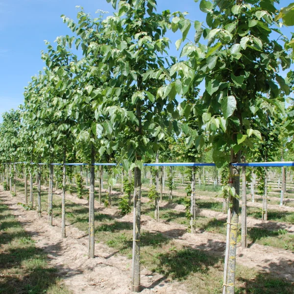 Tilia tuan var. chenmoui – lípa tuan var. chenmoui