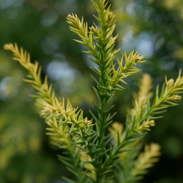Cryptomeria japonica 'Sekkan' – kryptomerie japonská 'Sekkan'