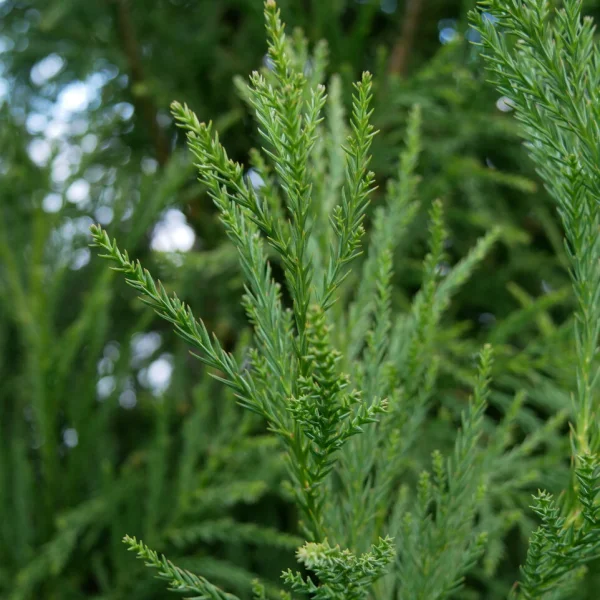 Cryptomeria japonica 'Yoshino' – kryptomerie japonská 'Yoshino'