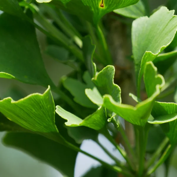 Ginkgo biloba 'Obelisk' – jinan dvoulaločný 'Obelisk'
