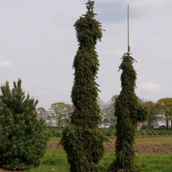 Picea omorika 'Pendula' – smrk omorika 'Pendula'