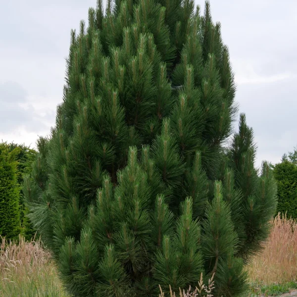 Pinus nigra 'Sinfonia' – borovice černá 'Sinfonia'