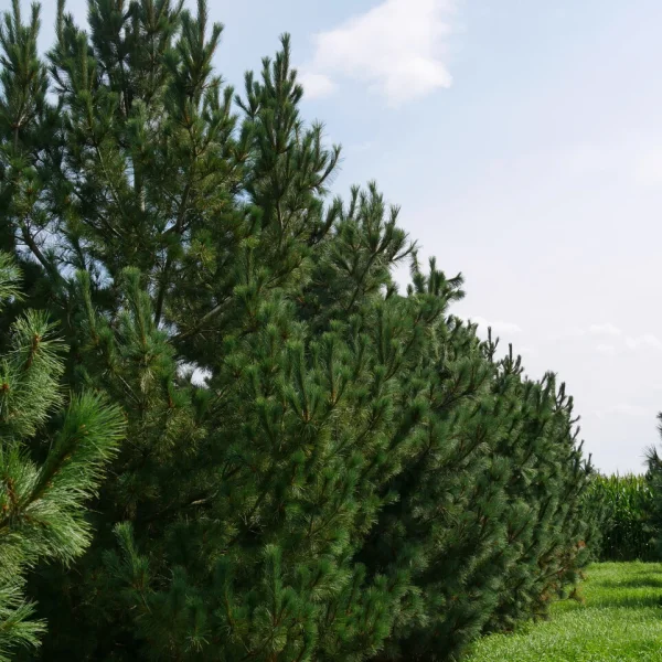 Pinus peuce – borovice rumelská