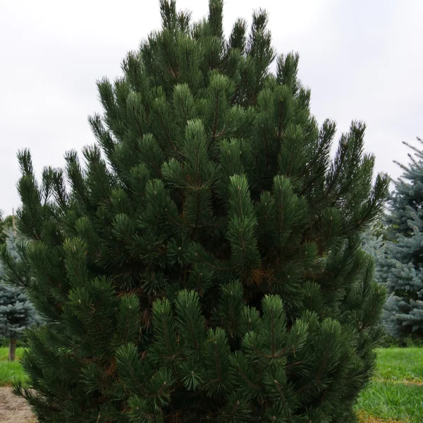 Pinus mugo subsp. uncinata – borovice zobanitá subsp. uncinata