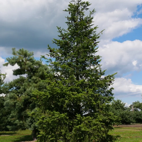 Pseudotsuga menziesii – douglaska tisolistá