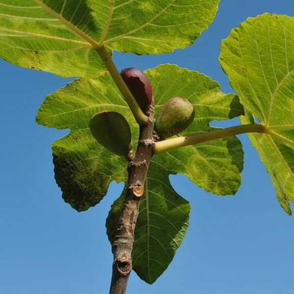 Ficus carica – fíkovník smokvoň
