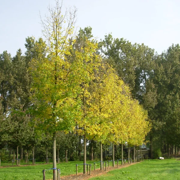 Fraxinus pennsylvanica – jasan pensylvánský