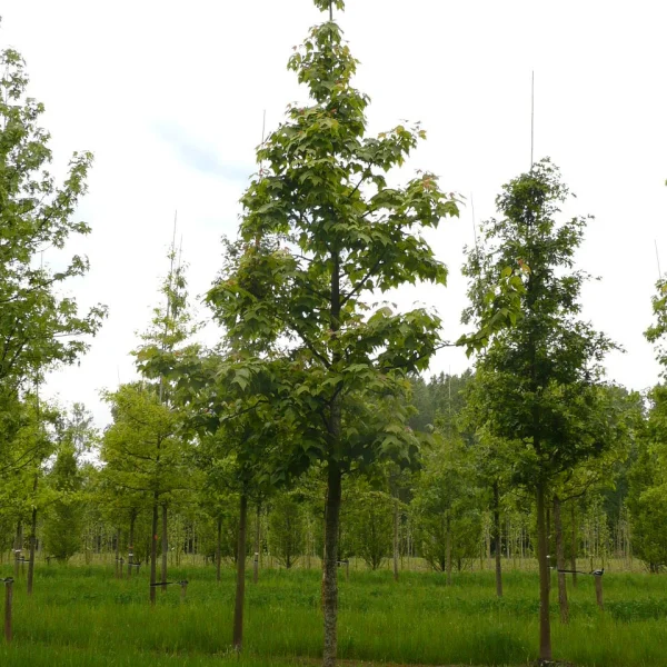 Liquidambar formosana – ambroň tajvanská