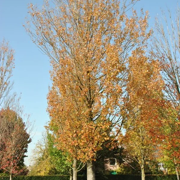 Acer rubrum 'Gerling' – javor červený 'Gerling'