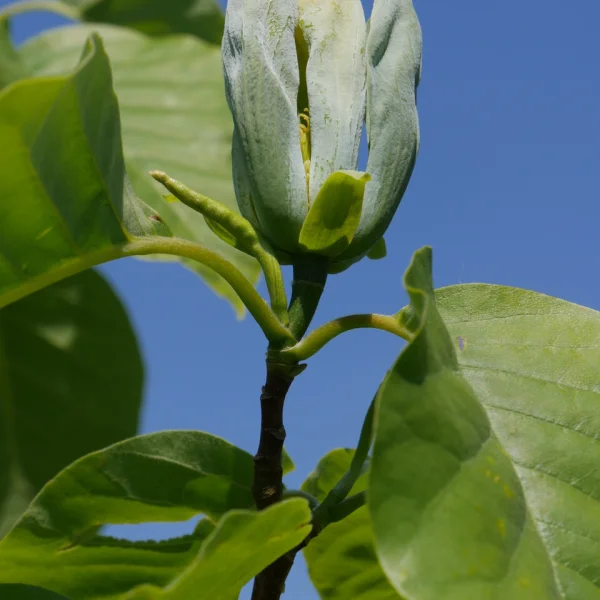 Magnolia acuminata 'Blue Opal' – šácholán zašpičatělý 'Blue Opal'