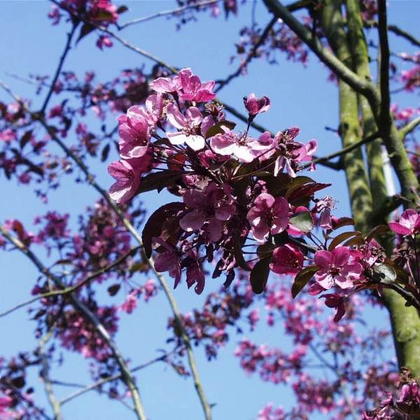 Malus 'Liset' – jabloň  'Liset'