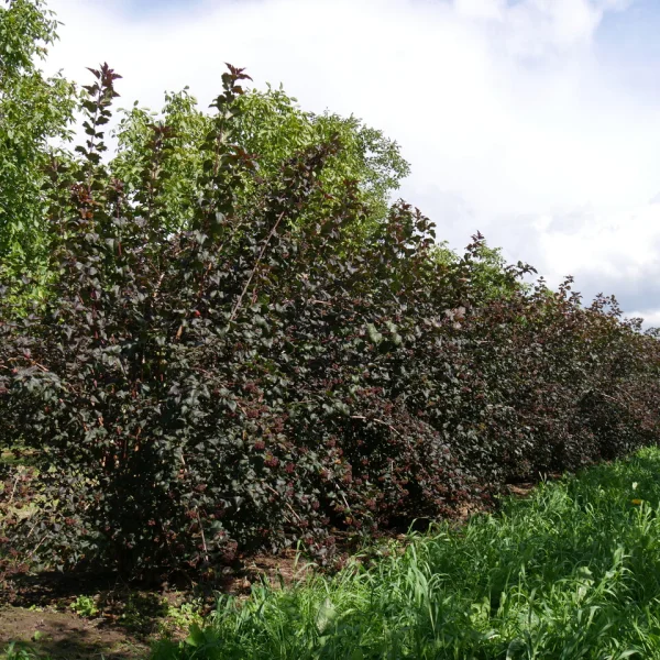 Physocarpus opulifolius 'Diabolo' – tavola kalinolistá 'Diabolo'