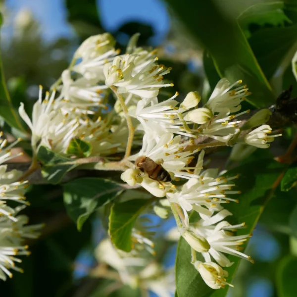 Pterostyrax corymbosa – sturačník vrcholičnatý
