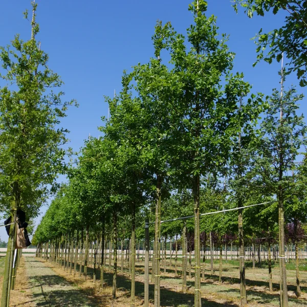 Quercus petraea 'Ryan' – dub zimní 'Ryan'