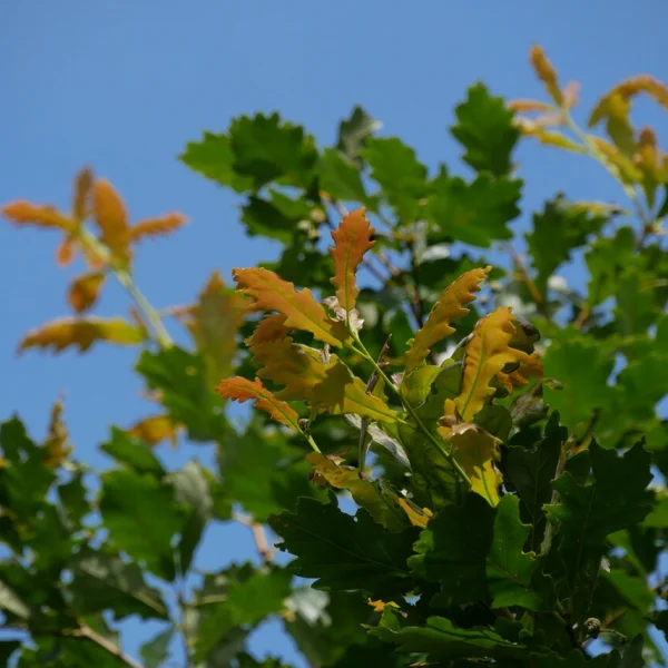 Quercus ×macdanielii HERITAGE ('Clemons') – dub ×macdanielii HERITAGE ('Clemons')