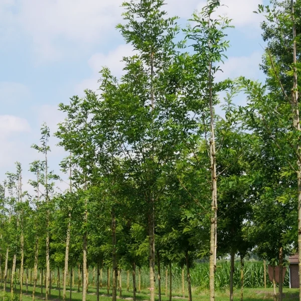 Robinia ambigua 'Decaisneana' – trnovník akát 'Semperflorens'