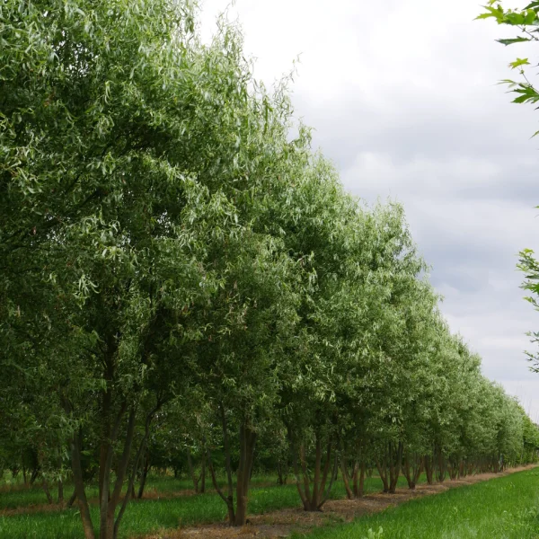 Salix babylonica 'Tortuosa' – vrba babylónská 'Tortuosa'