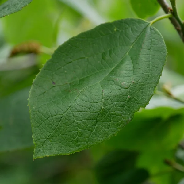 Sinowilsonia henryi – sinowilsonie Henryova