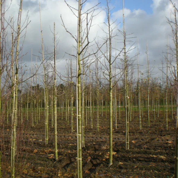 Sorbus domestica – jeřáb oskeruše