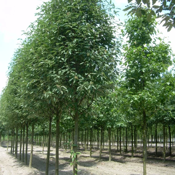Sorbus ×thuringiaca 'Fastigiata' – jeřáb duryňský 'Fastigiata'