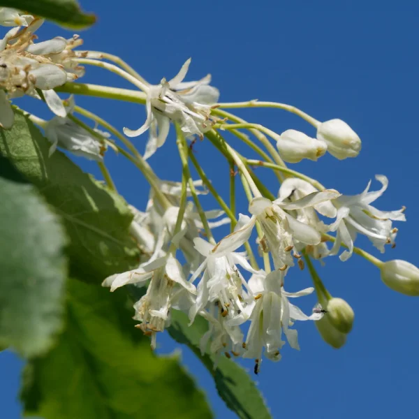 Staphylea trifolia – klokoč trojlistý