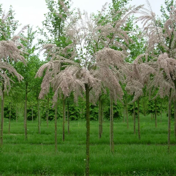 Tamarix gallica – tamaryšek francouzský