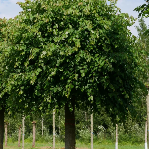 Tilia cordata 'Lico' – lípa srdčitá 'Lico'