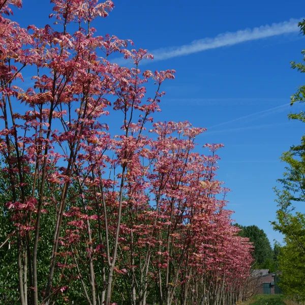 Toona sinensis – česnekovník čínský