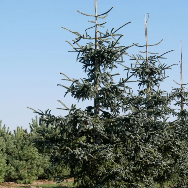 Abies pinsapo 'Glauca' – jedle španělská 'Glauca'