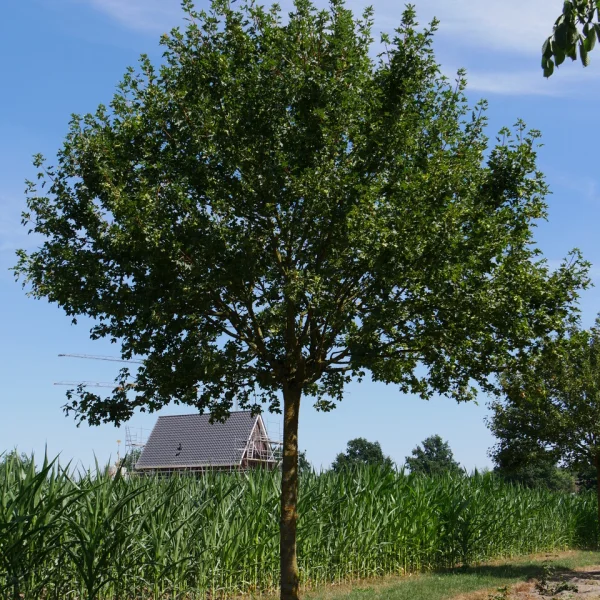 Acer campestre 'Anny´s Globe' – javor davidův 'George Forrest'
