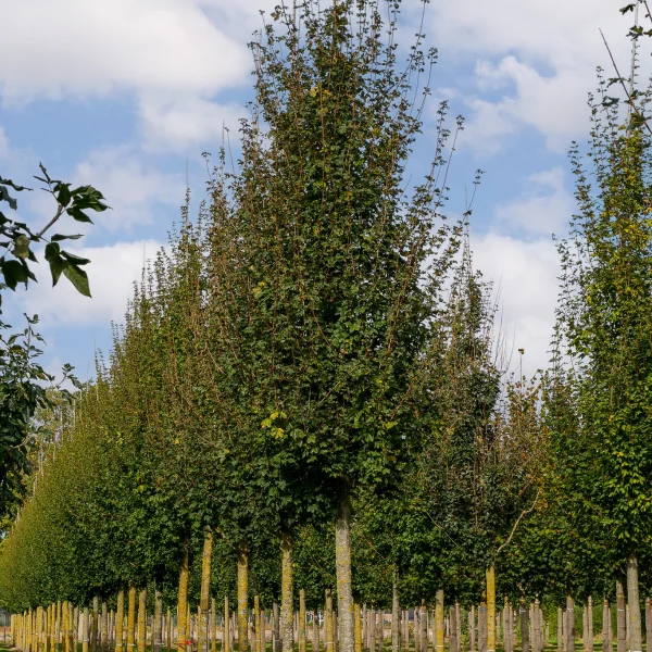 Acer campestre 'Red Shine' – javor babyka 'Red Shine'