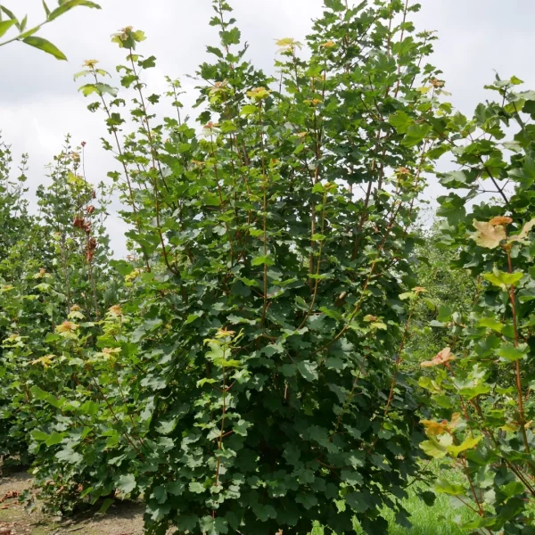 Acer opalus – jilm 'Camperdownii'