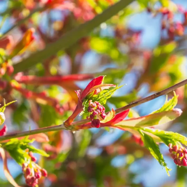 Acer palmatum – javor dlanitolistý